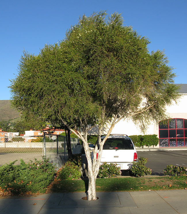 Melaleuca Ericifolia (Heath-leaved Paperbark)