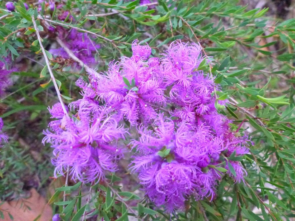 Melaleuca Thymifolia (Honey Myrtle)