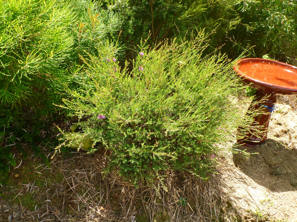 Melaleuca Thymifolia (Honey Myrtle)