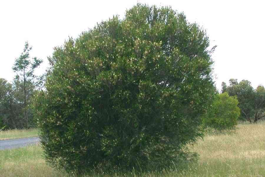 Melaleuca Armillaris (Honey Myrtle)