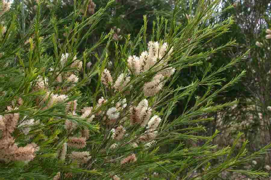 Melaleuca Armillaris (Honey Myrtle)