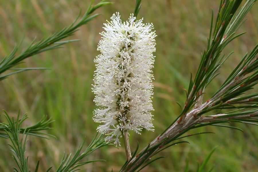 Melaleuca Armillaris (Honey Myrtle)