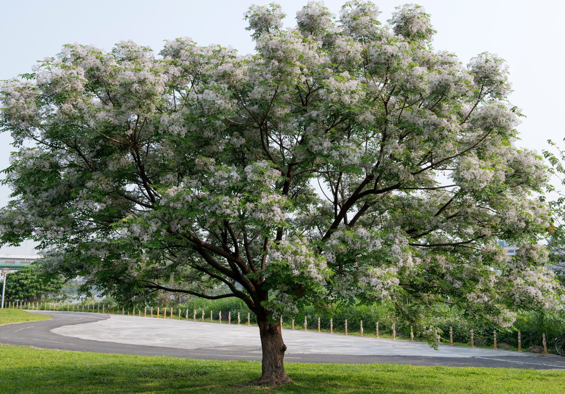 Mature Melia Azedarach (White Cedar) tree in a park setting, fully bloomed with vibrant flowers.