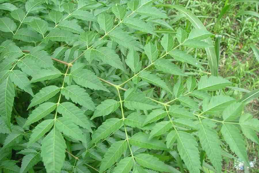 Detailed close-up of Melia Azedarach (White Cedar) leaves, highlighting their unique pattern, shape, and size.