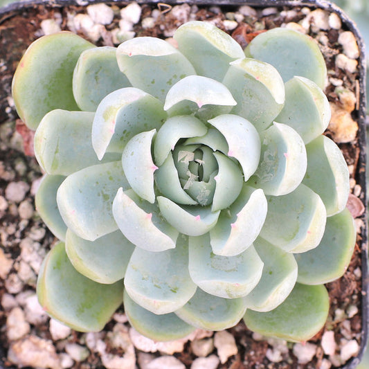 Echeveria Elegans (Mexican Snowball)