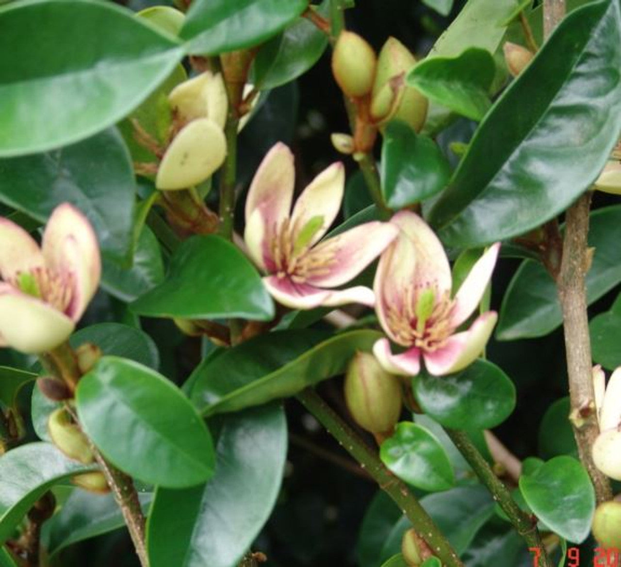 Michelia Coco (Coconut Magnolia)