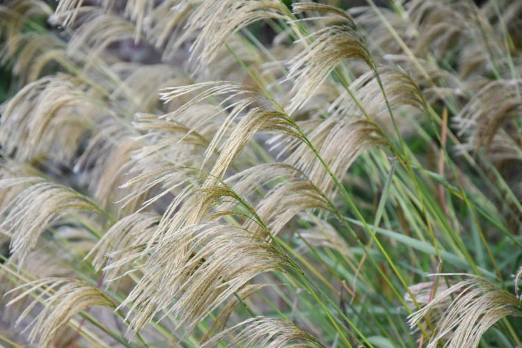 Miscanthus Nepalensis (Nepalese Silver Grass)