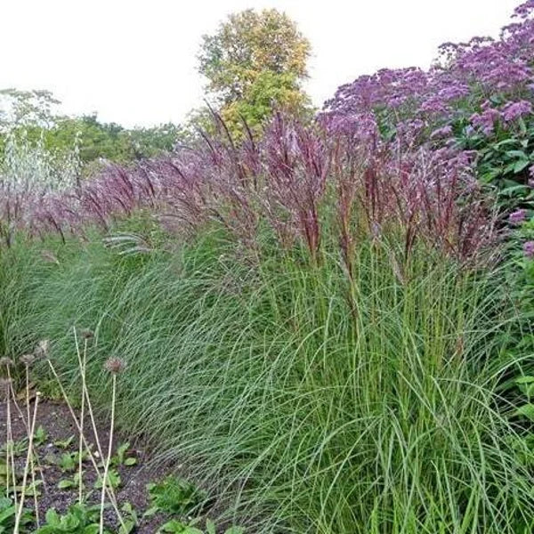 Miscanthus Sinensis ‘Flamingo’ (Flamingo Maiden Grass)