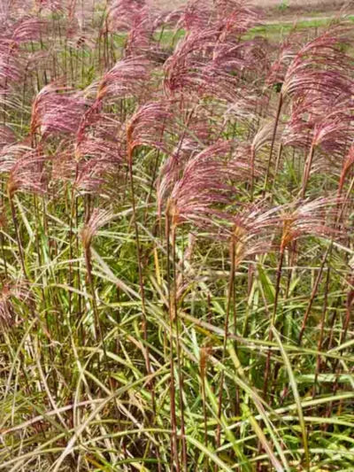 Miscanthus sinensis 'Zebrinus' (Zebra Grass)