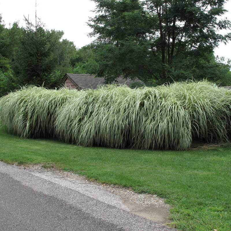 Miscanthus sinensis 'Variegata' (Variegated Maiden Grass)