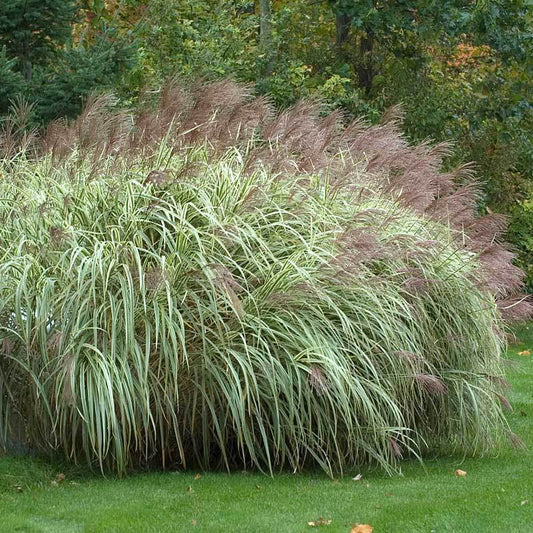 Miscanthus sinensis 'Variegata' (Variegated Maiden Grass)