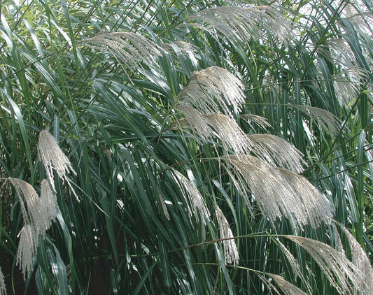 Miscanthus Giganteus (Giant Silver Grass)