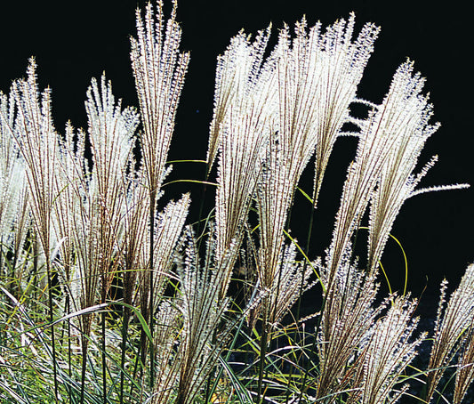 Miscanthus Sinensis 'Hiawatha' (Maiden Grass Hiawatha)