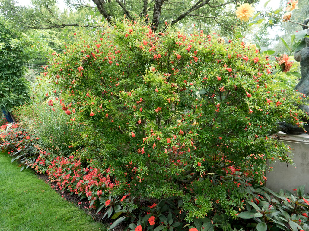 Punica Granatum 'Cyperus Hil' (Pomegranate Cyperus Hil)