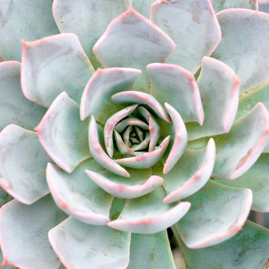 Echeveria Morning Beauty (Morning Beauty Echeveria)