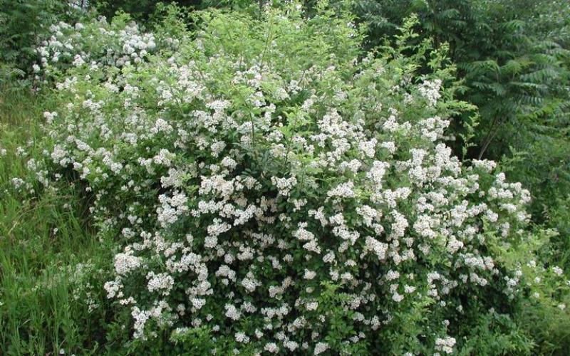 Rose Multiflora White Cottage (White Cottage Rose)