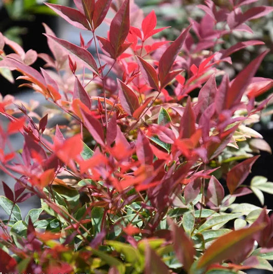 Nandina domestica 'Seika' (Obsession Nandina)