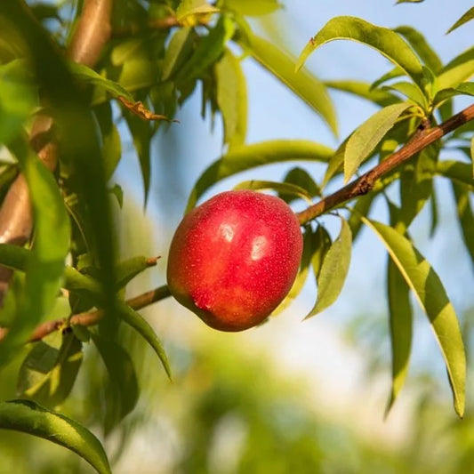 Prunus Persica (Nectarine Early Rivers)