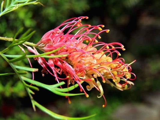 Grevillea 'Ned Kelly'