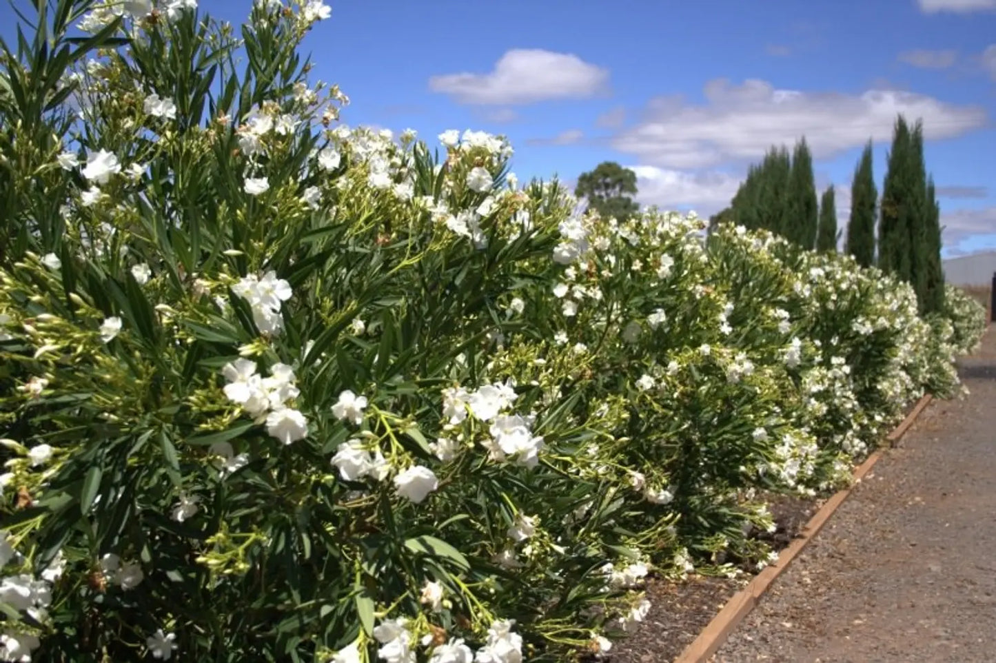 Nerium Oleander (White Madonna Oleander)