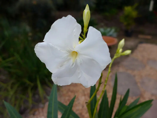 Nerium Oleander (White Madonna Oleander)