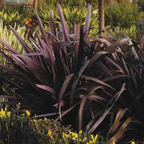 Phormium Purple Haze (Purple New Zealand Flax)