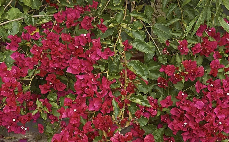 Bougainvillea Glabra (Scarlet O’Hara)