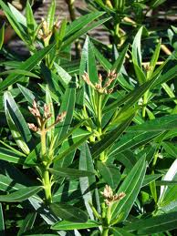 Nerium Oleander (Double Pink Oleander)