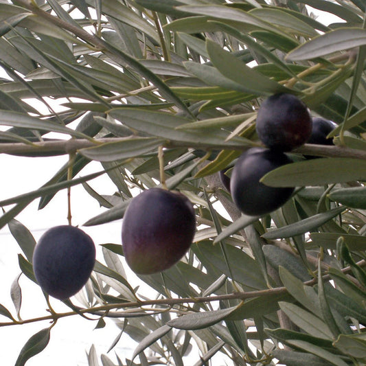 Olea Europaea 'Frantoio' (Frantoio Olive)