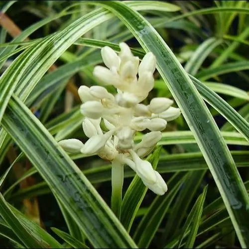 Ophiopogon Intermedius Variegata (Stripey White)