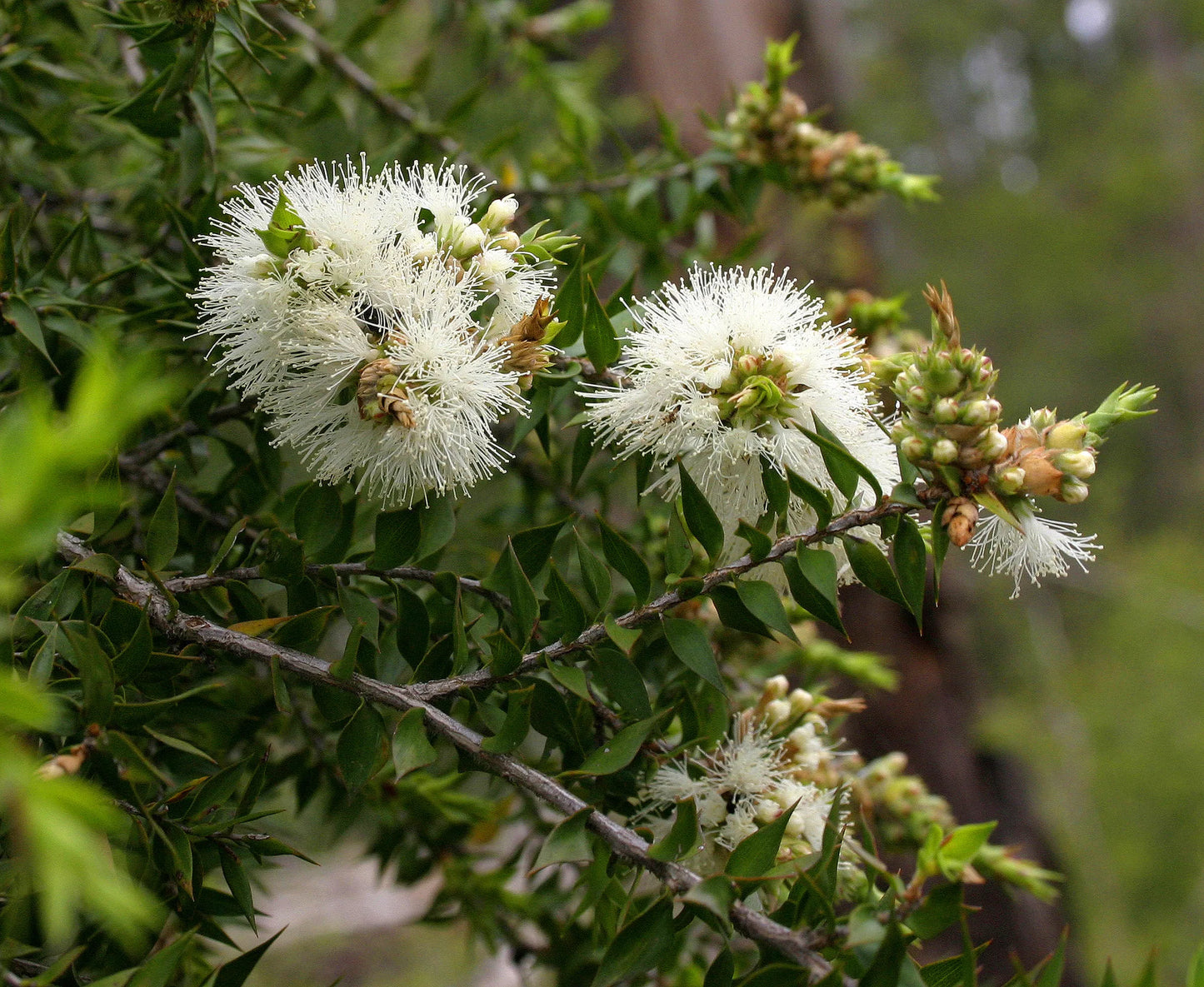 Melaleuca Styphelioides (Prickly Paperbark)