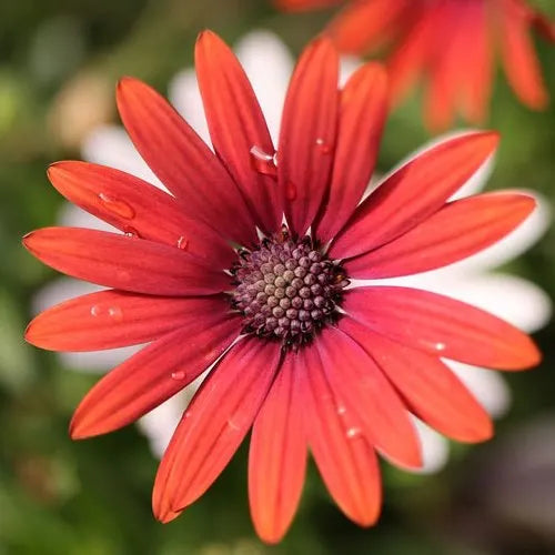 Osteospermum Lazy Daisy Scarlet Shades (Scarlet Shades African Daisy)