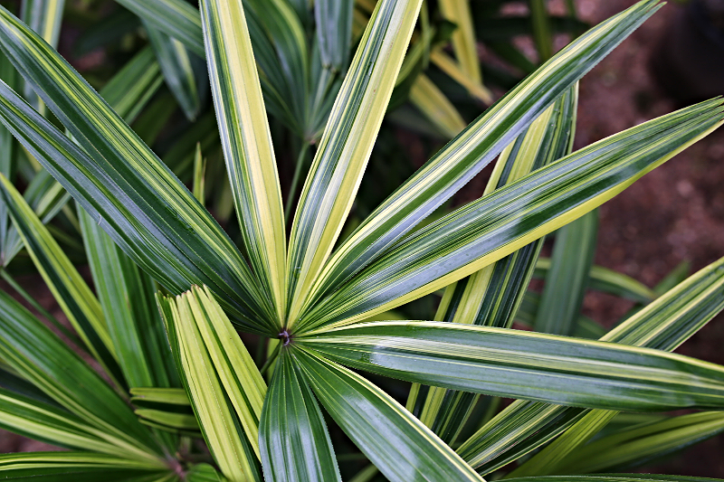 Rhapis Excelsa (Lady Palm)