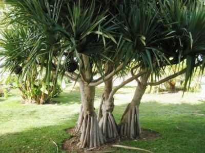 Pandanus pedunculatus (Beach Pandanus)