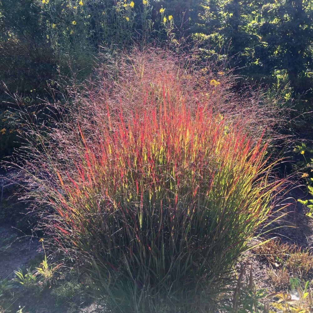 Panicum virgatum Autumn Glory (Switchgrass Autumn Glory)