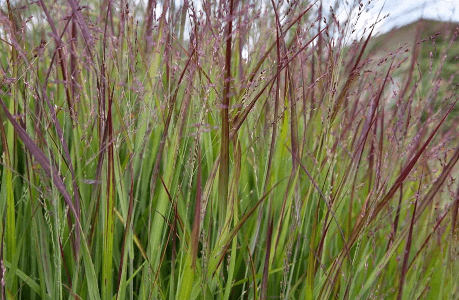 Panicum virgatum Rubrum (Red Switchgrass)