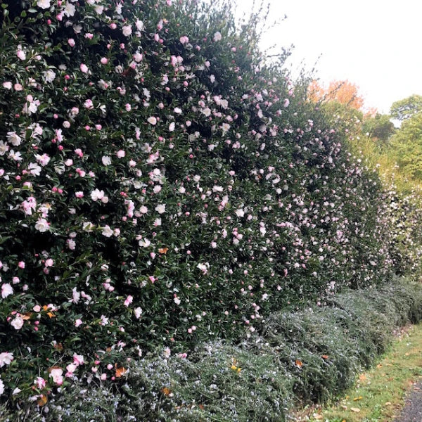 Camellia Sasanqua 'Paradise Blush'