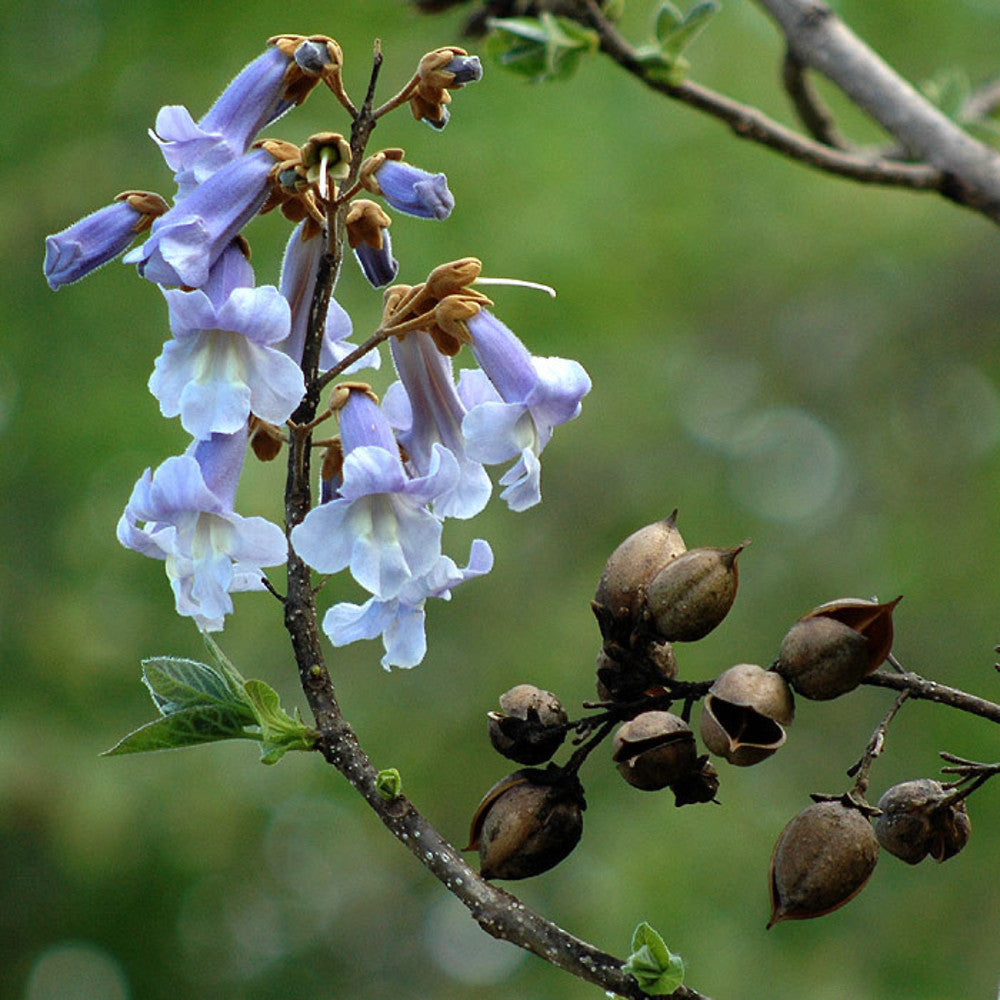 Paulownia Tomentosa (Princess Tree)