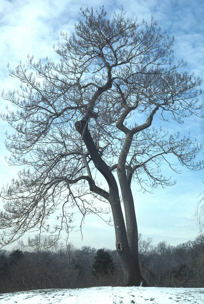 Paulownia Tomentosa (Princess Tree)