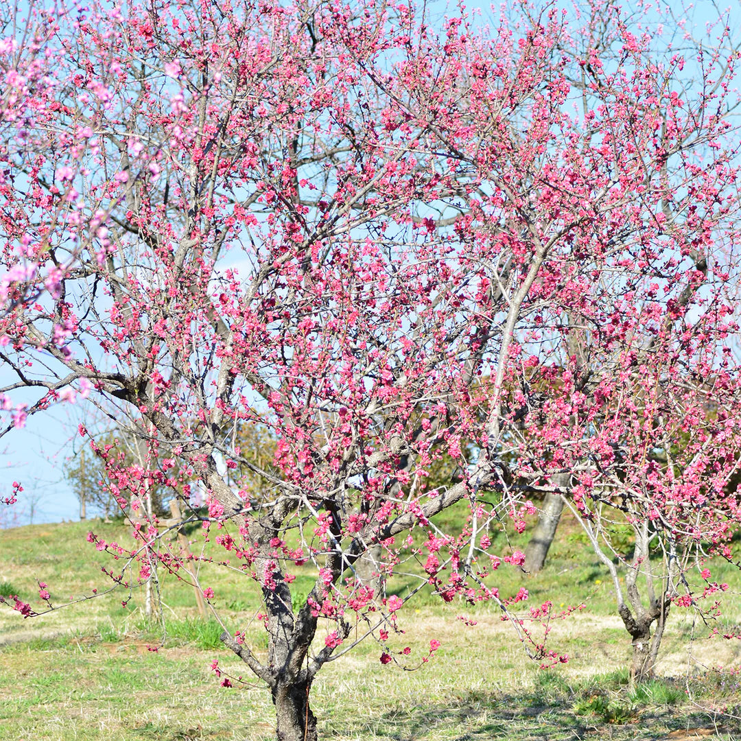 Prunus Persica (Peach Double Jewel)