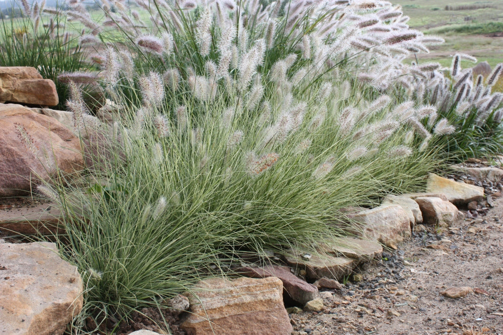 Pennisetum Alopecuroides (Fountain Grass)