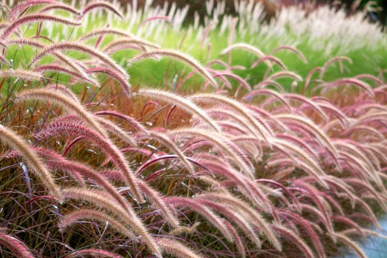 Pennisetum advena (Rubrum)