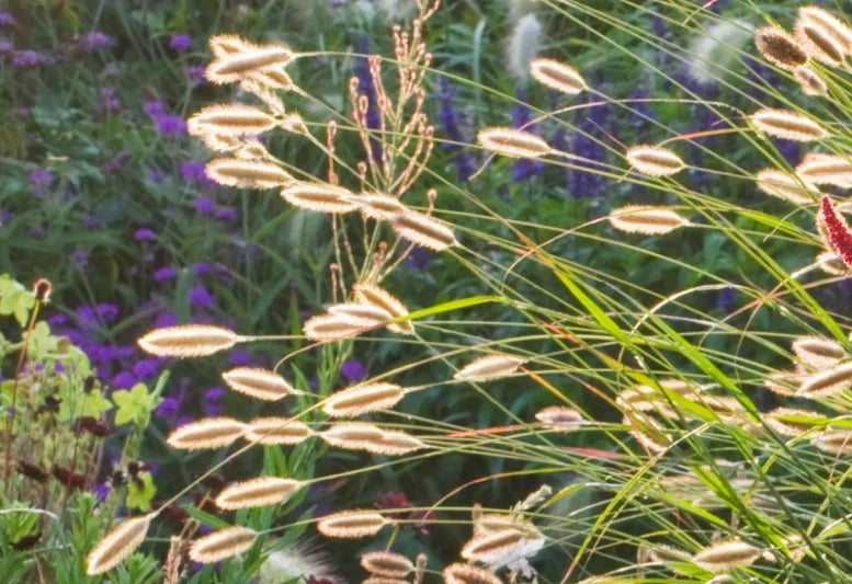 Pennisetum Red Buttons (Red Buttons Fountain Grass)