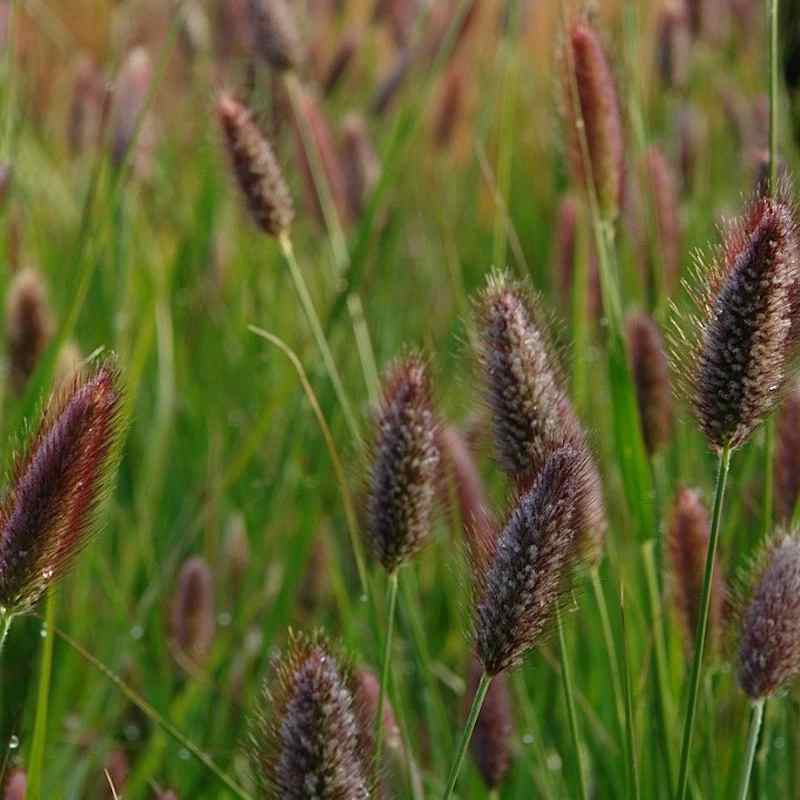 Pennisetum Red Buttons (Red Buttons Fountain Grass)