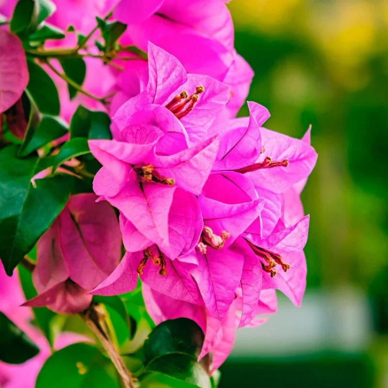 Bougainvillea Glabra (Magenta Glory)