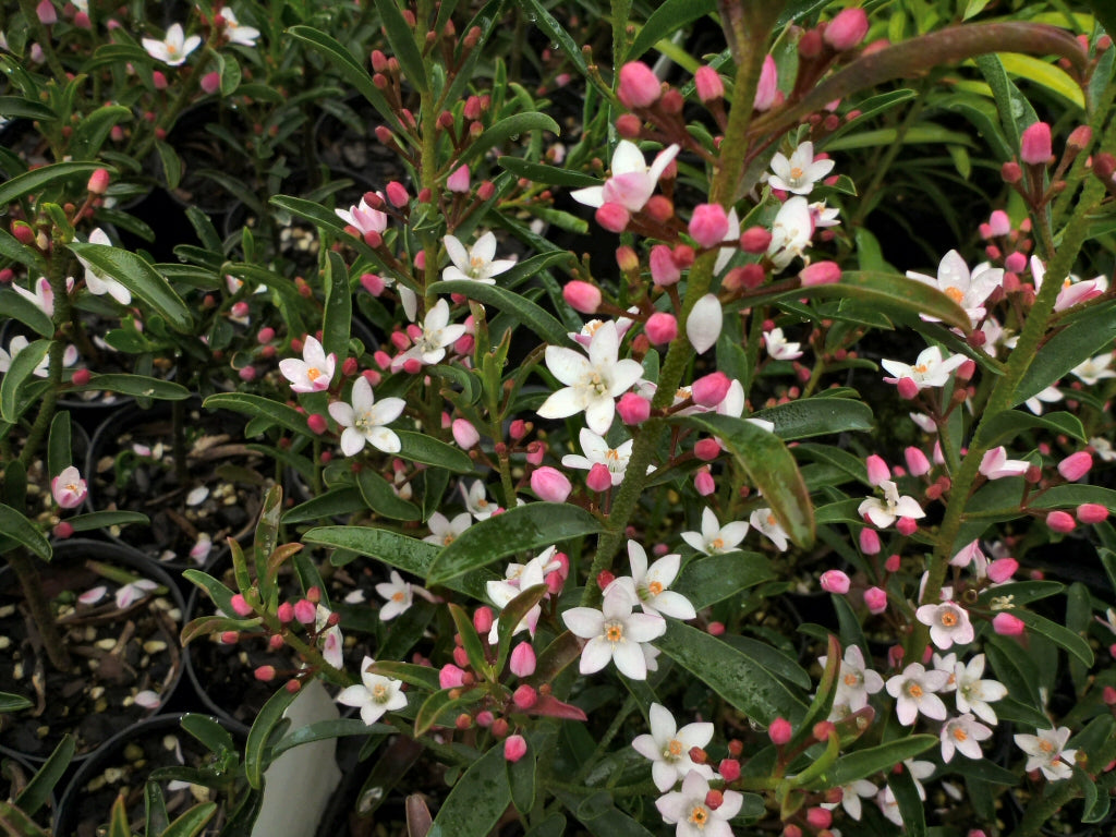 Philotheca Myoporoides Winter Rouge (syn. Eriostemon) (Winter Rouge Waxflower)