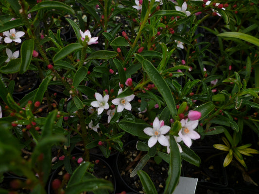 Philotheca Myoporoides Winter Rouge (syn. Eriostemon) (Winter Rouge Waxflower)