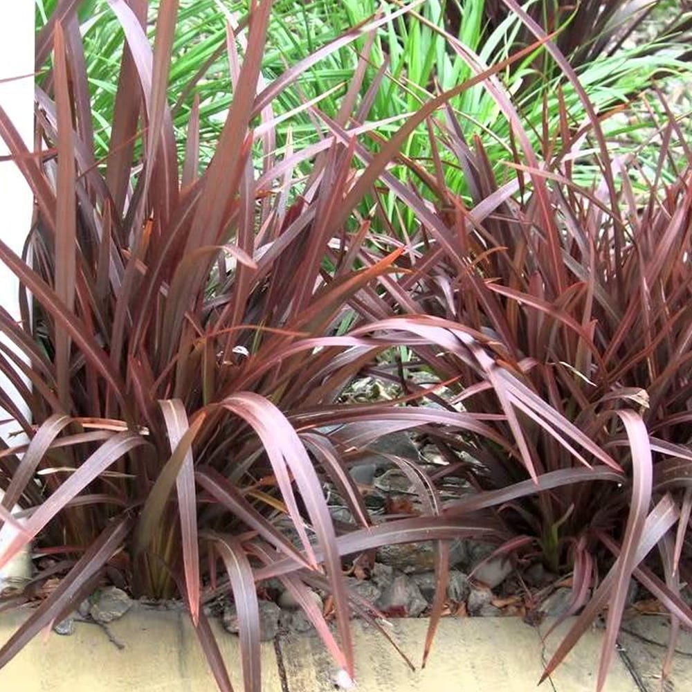 Phormium Bronze Baby (Bronze Baby Flax)