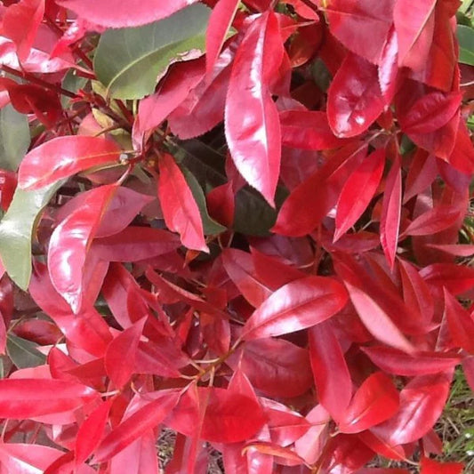 Photinia Rubens (Rubens Photinia)