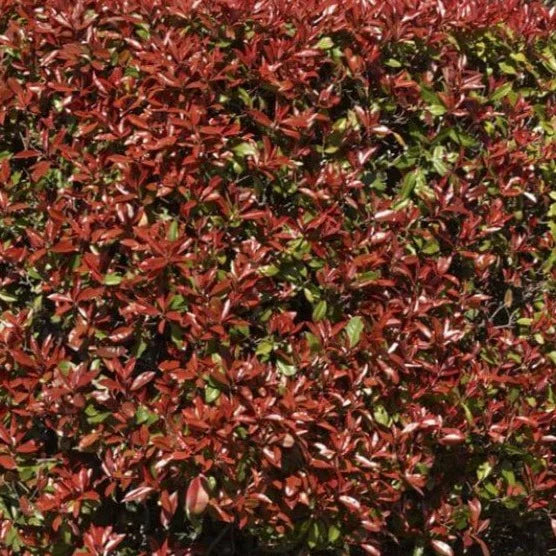 Photinia Rubens (Rubens Photinia)